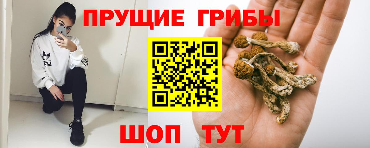 Псилоцибиновые грибы Cubensis  Вход с VPN  Тамбов 